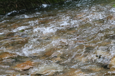 IMG_3706.JPG